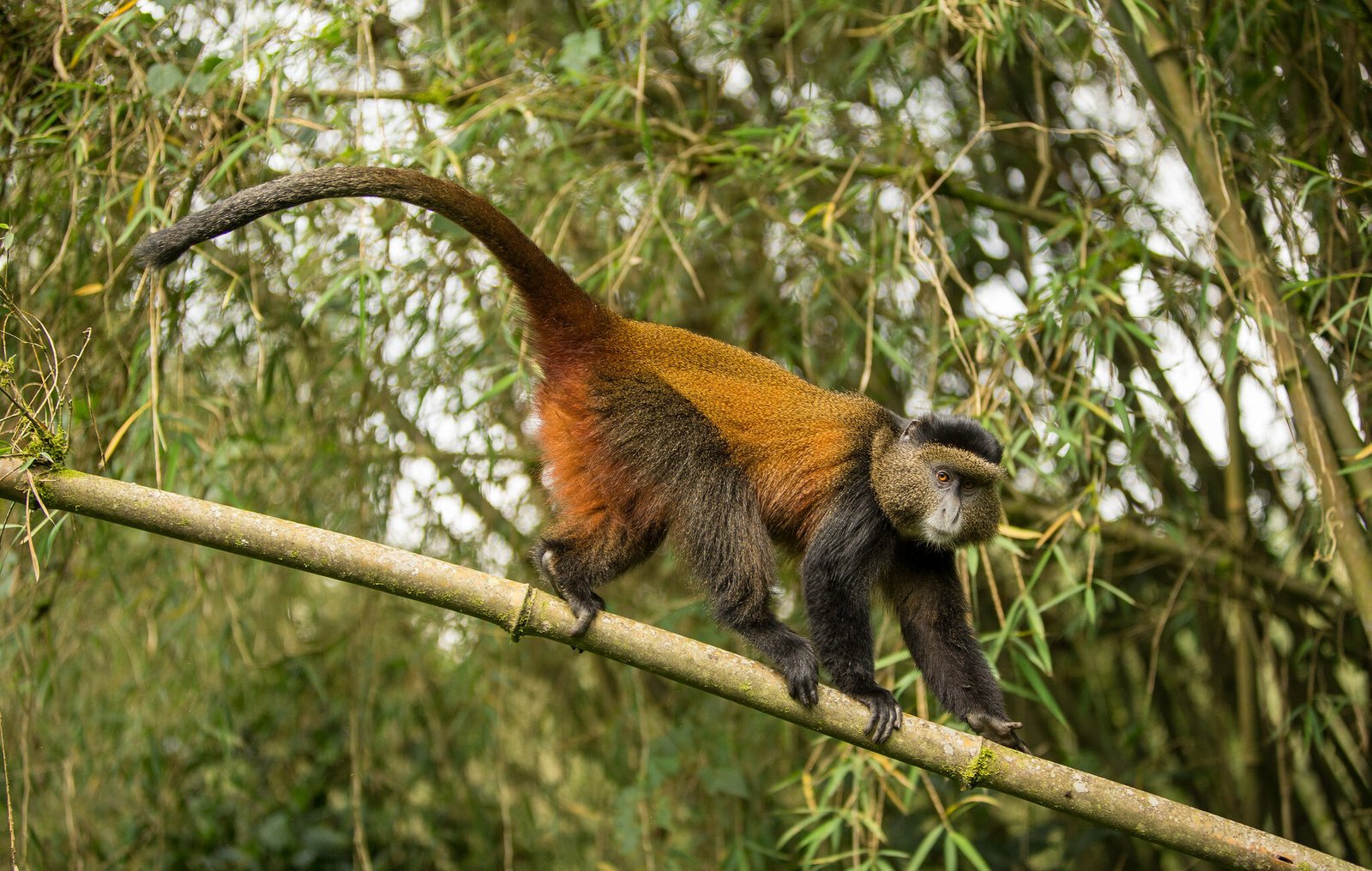 Golden monkey trekking