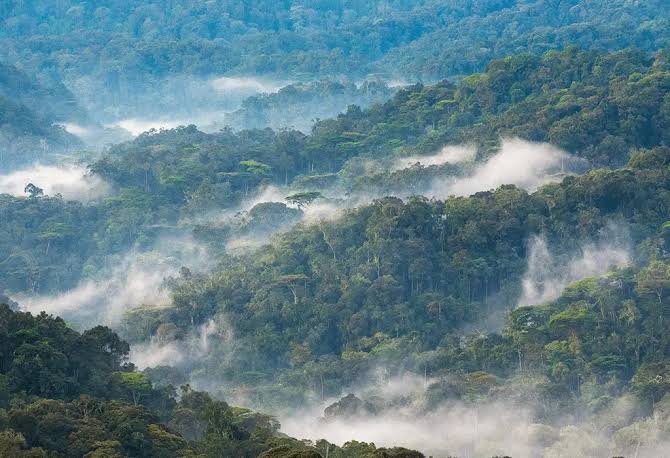 Bwindi Impenetrable National Park