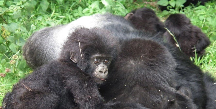 Christmas Gorilla Family