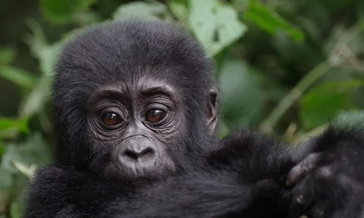 Habinyanja Gorilla Family