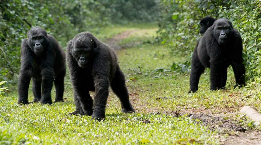 Mubare Gorilla Family