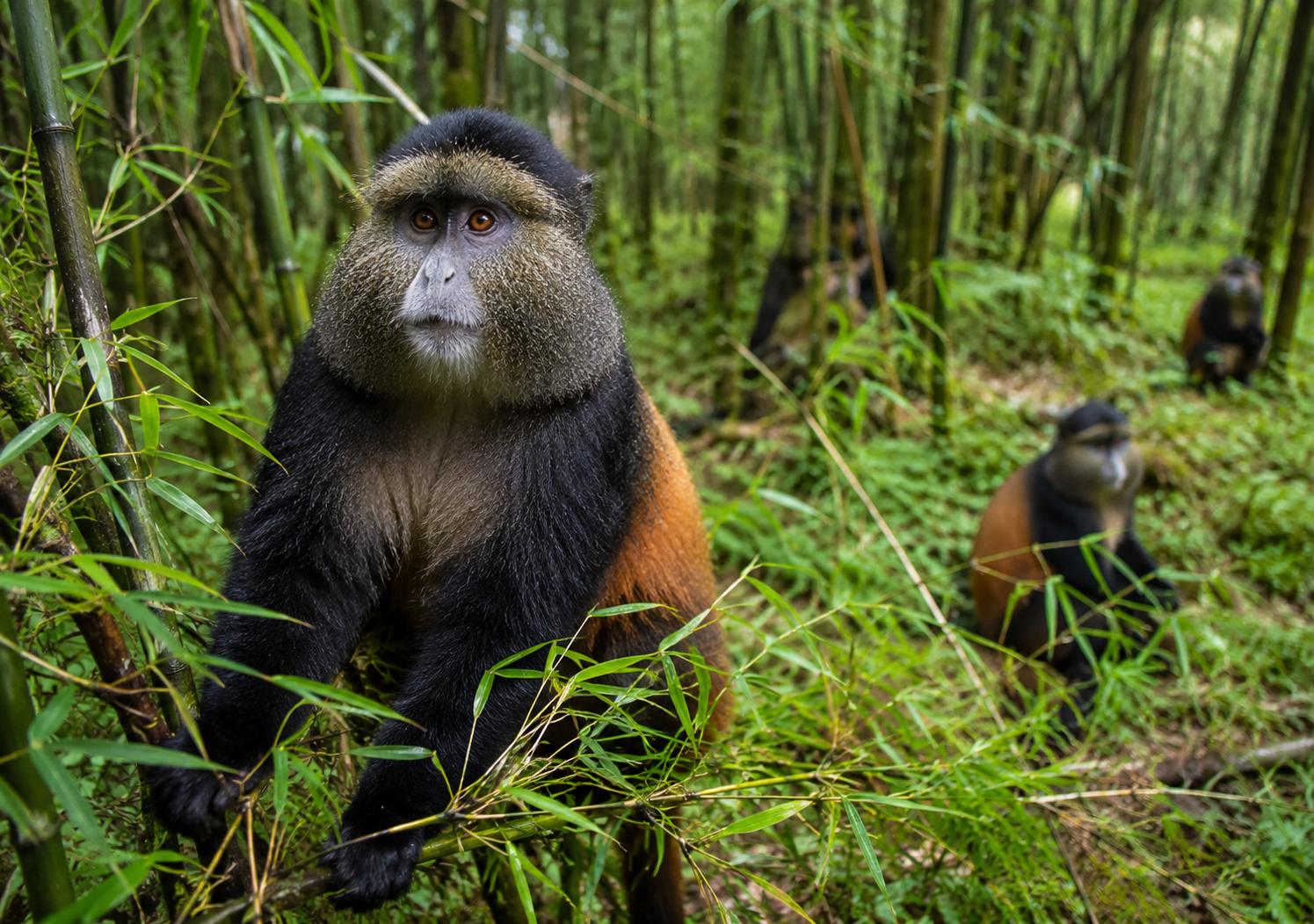 golden monkey trekking in Rwanda
