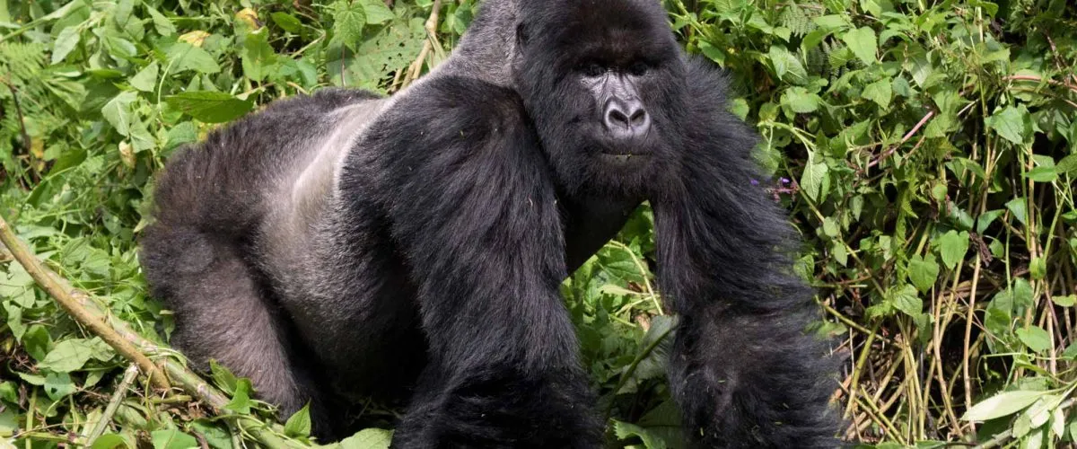 mountain gorillas