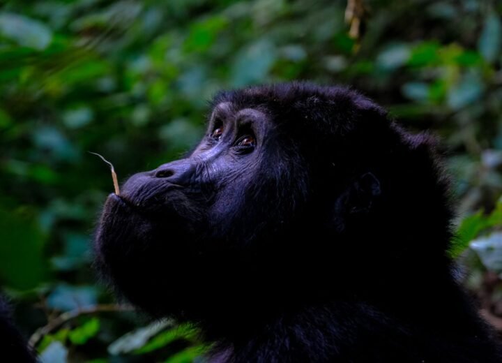 1 Day Uganda Gorilla Trek from Kigali