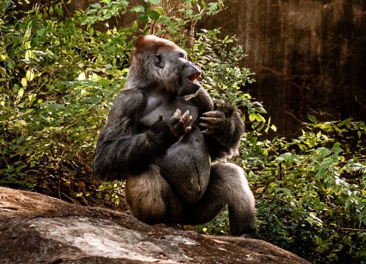 10 Days East Africa Honeymoon: Gorillas, Mara and Zanzibar