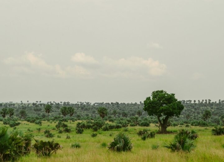10 Days Best of Uganda Safari