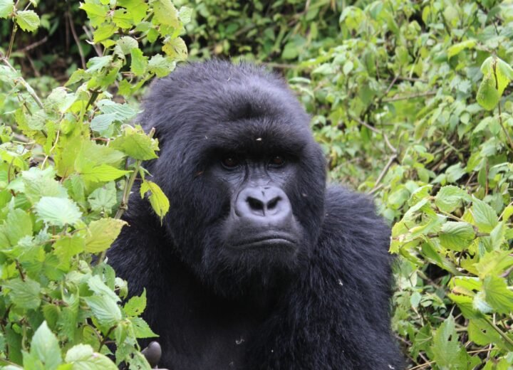 10 Days Rwanda Complete Circuit Safari