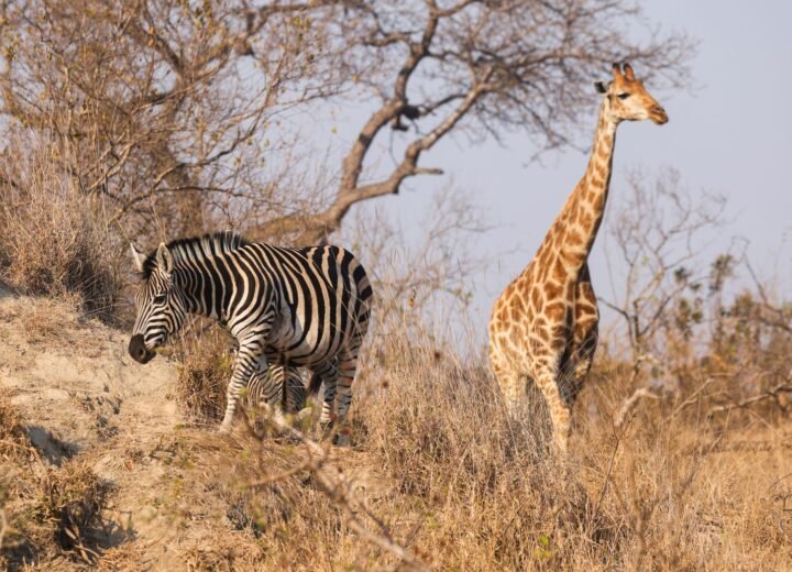 10 Days Southern Tanzania Nyerere and Ruaha Safari