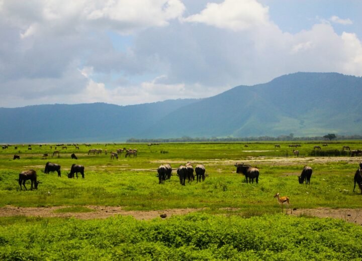 10 Days Tanzania Migration, Crater and Zanzibar Safari