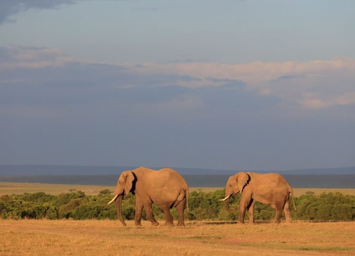 10 Days Uganda Gorillas and Kenya Maasai Mara Safari