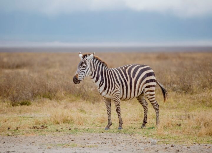 11 Days Rwanda Gorillas and Tanzania Serengeti Safari