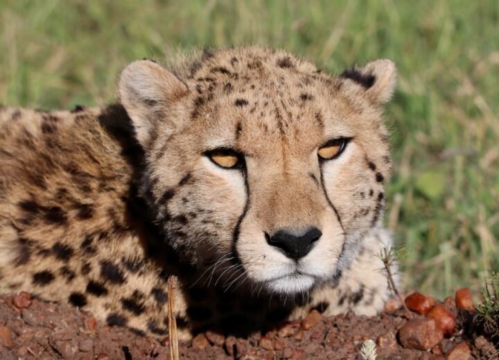 12 Days Kenya, Tanzania and Zanzibar Safari