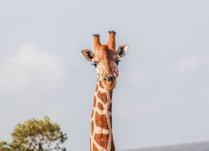 12 Days Kenya Wildlife and Beach Holiday