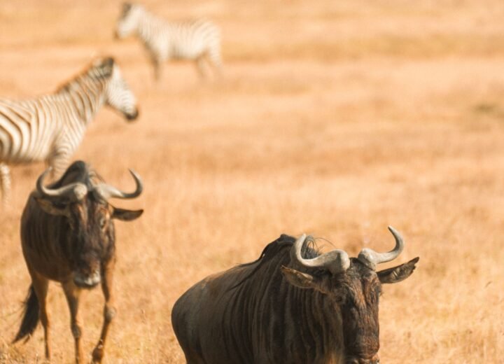 12 Days Tanzania Grand Safari