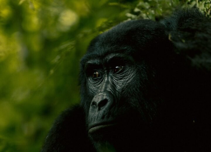 Mountain Gorillas and Lowland Gorillas Explained
