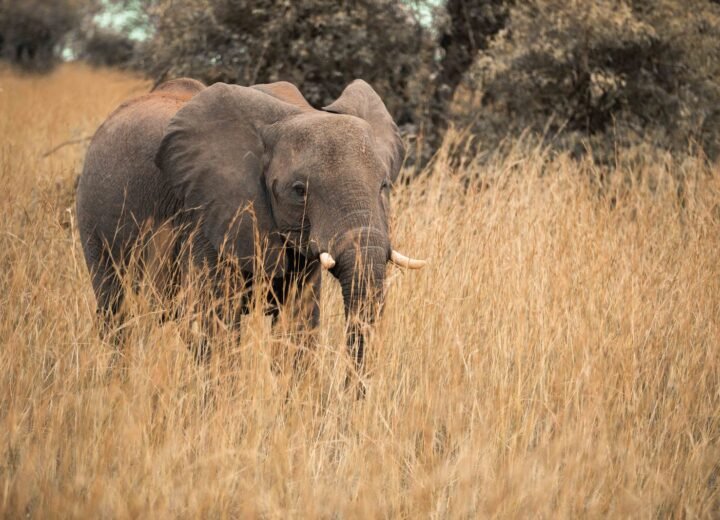 12 Days Uganda Grand Wildlife and Primate Safari