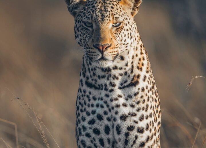 12 Days Uganda, Rwanda and Kenya Safari
