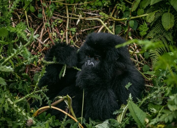 13 Days Uganda Gorillas, Serengeti and Zanzibar Safari