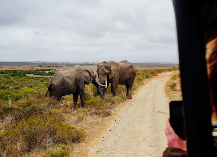 14 Days Grand East Africa Gorilla and Migration Safari