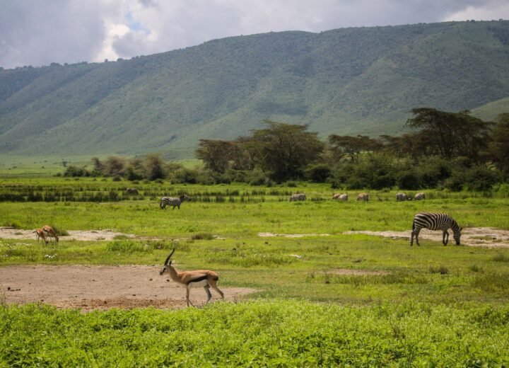 14 Days Tanzania Safari and Zanzibar Honeymoon