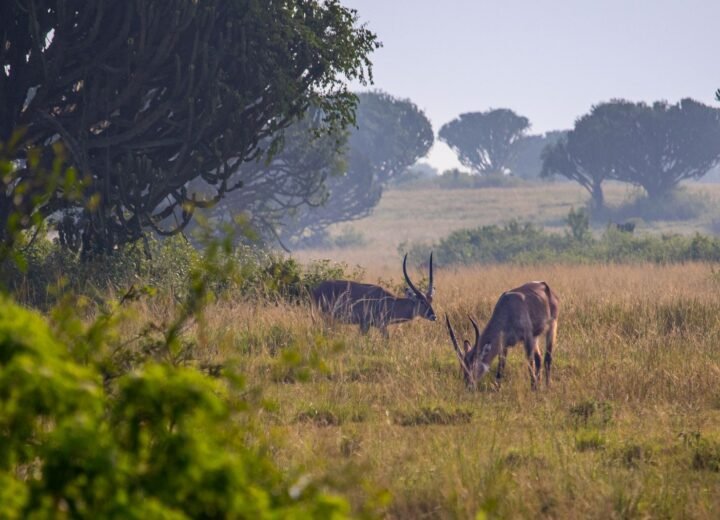 14 Days Uganda Explorer Safari