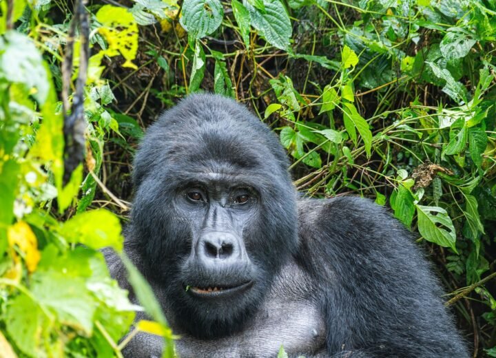 15 Days East Africa Primate, Wildlife and Beach Safari