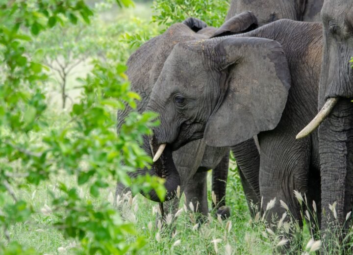 16 Days Ultimate Uganda, Kenya and Tanzania Safari