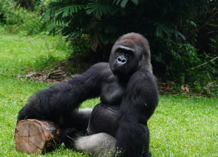 2 Days Bwindi Gorilla Trekking Safari from Kigali