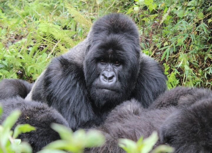 2 Days Rwanda Gorilla Trekking Safari from Kigali