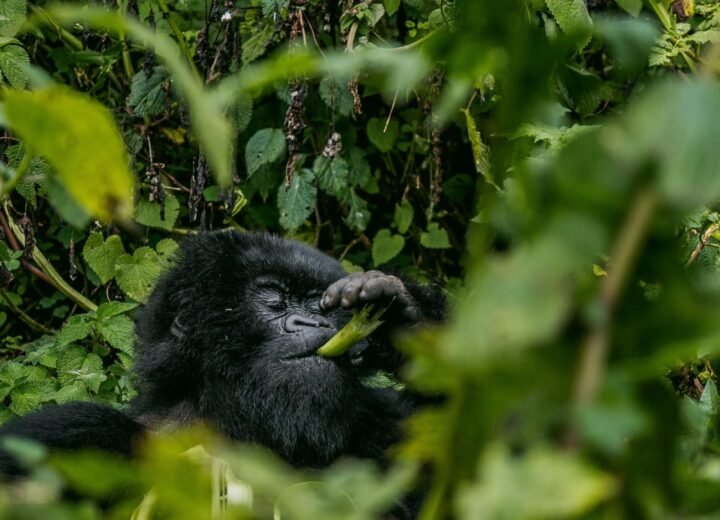 3 Days Bwindi Gorilla Trekking Safari from Kigali