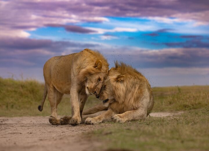 3 Days Maasai Mara Wildlife Safari from Nairobi