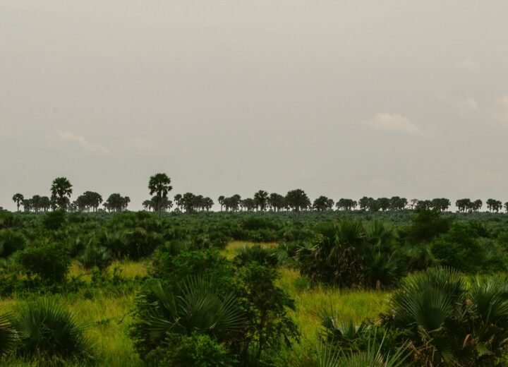 3 Days Murchison Falls Wildlife Safari