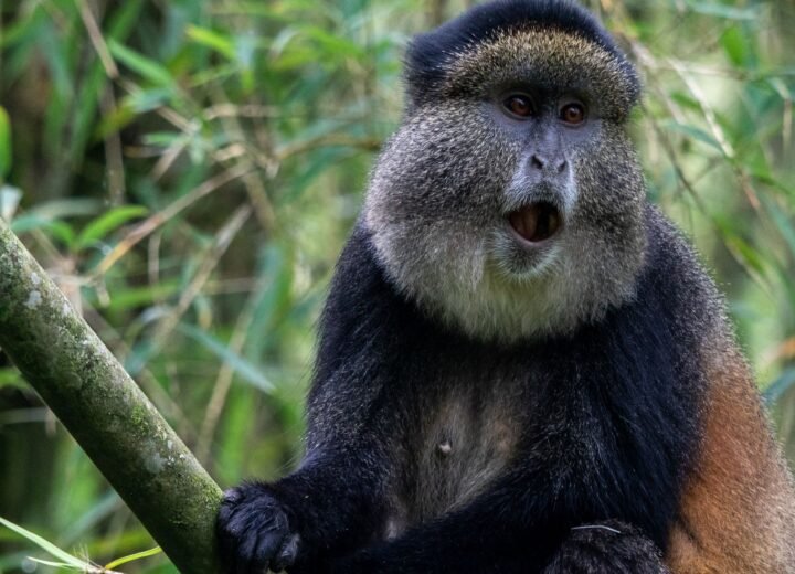 3 Days Rwanda Gorilla and Golden Monkey Safari