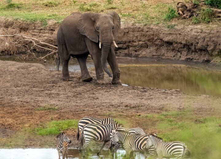 4 Days Amboseli Elephant Safari
