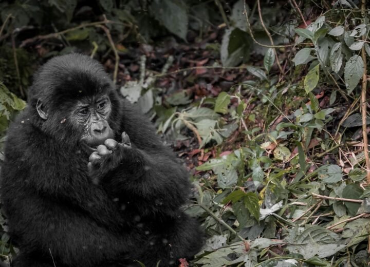 4 Days Double Gorilla Trekking Safari in Bwindi