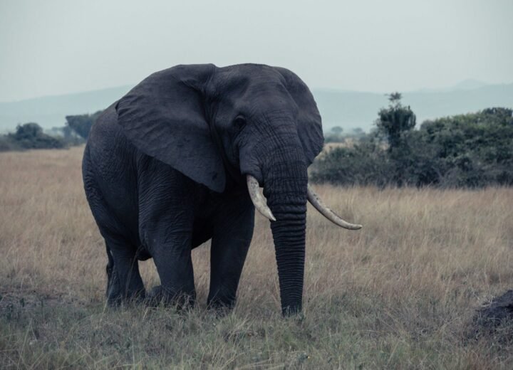 4 Days Queen Elizabeth and Bwindi Gorilla Safari