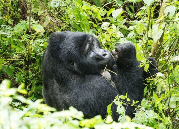 4 Days Uganda Gorilla Trekking and Lake Bunyonyi Safari