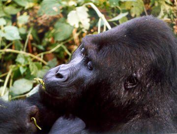 5 Days Congo Lowland Gorilla and Lake Kivu Safari