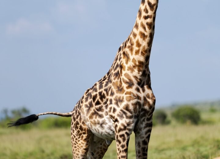 5 Days Kenya Family Safari to Naivasha and Maasai Mara
