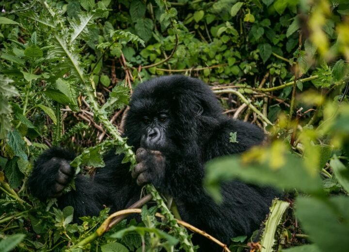5 Days Luxury Bwindi Gorilla Trekking Escape