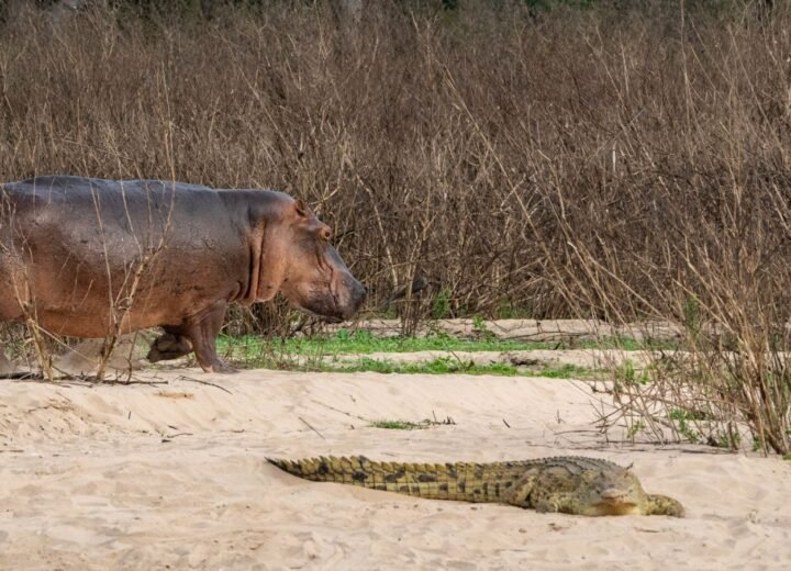 5 Days Nyerere Boat and Wildlife Safari