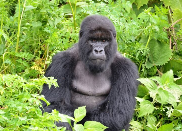 5 Days Rwanda Gorillas and Akagera Big Five Safari