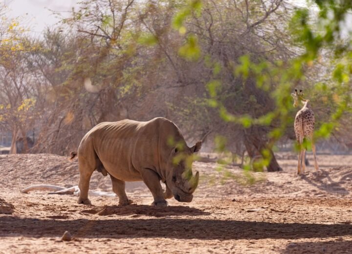 5 Days Samburu and Ol Pejeta Safari