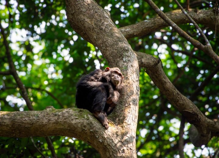 5 Days Uganda Gorilla and Chimpanzee Safari