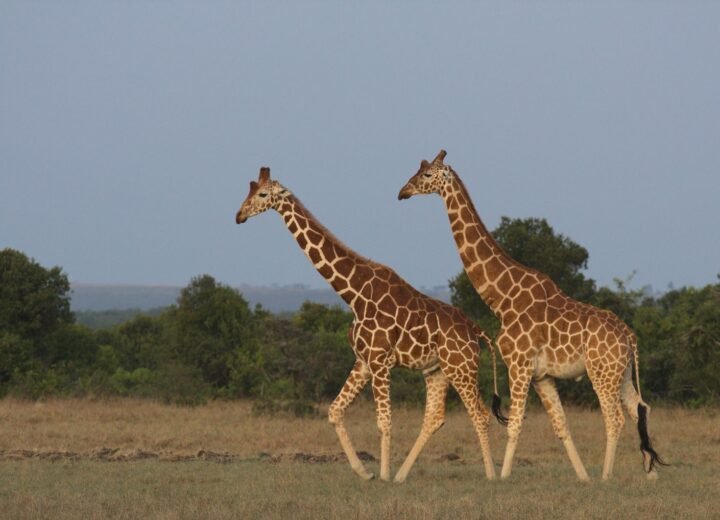 6 Days Kenya Family Wildlife Safari