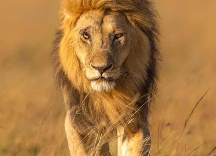 6 Days Maasai Mara and Lake Nakuru Safari
