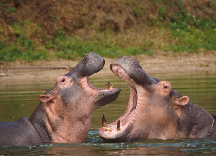 6 Days Murchison Falls, Kibale and Queen Elizabeth Safari