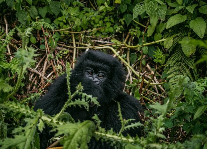 6 Days Rwanda and Uganda Gorilla Trekking Safari