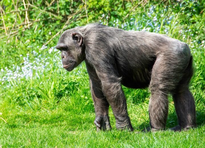 6 Days Rwanda Primates and Nyungwe Forest Safari