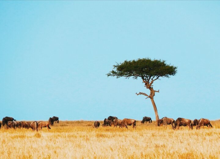 6 Days Serengeti Migration Safari